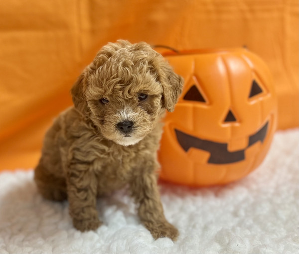Cookie
